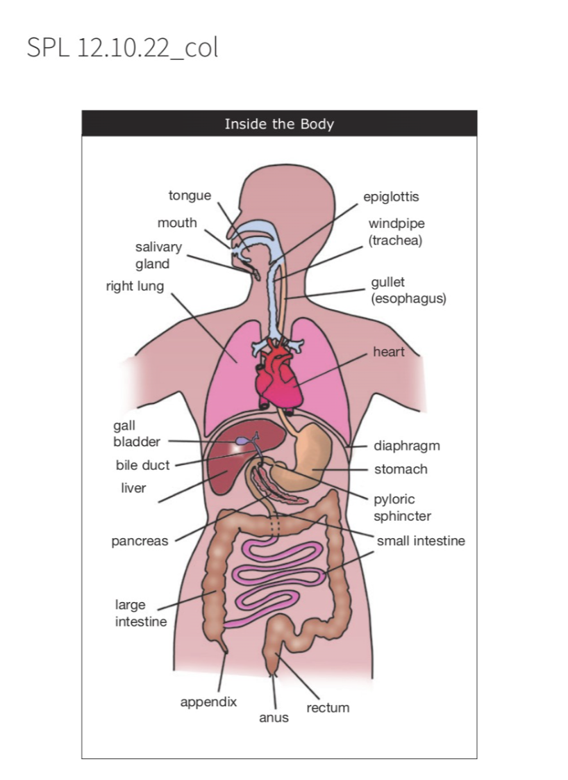 human a&p cheat sheet